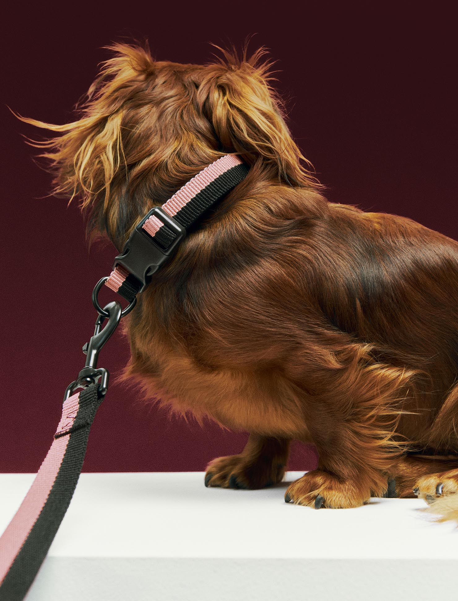 HAY Dog Collar Flat - Image 12