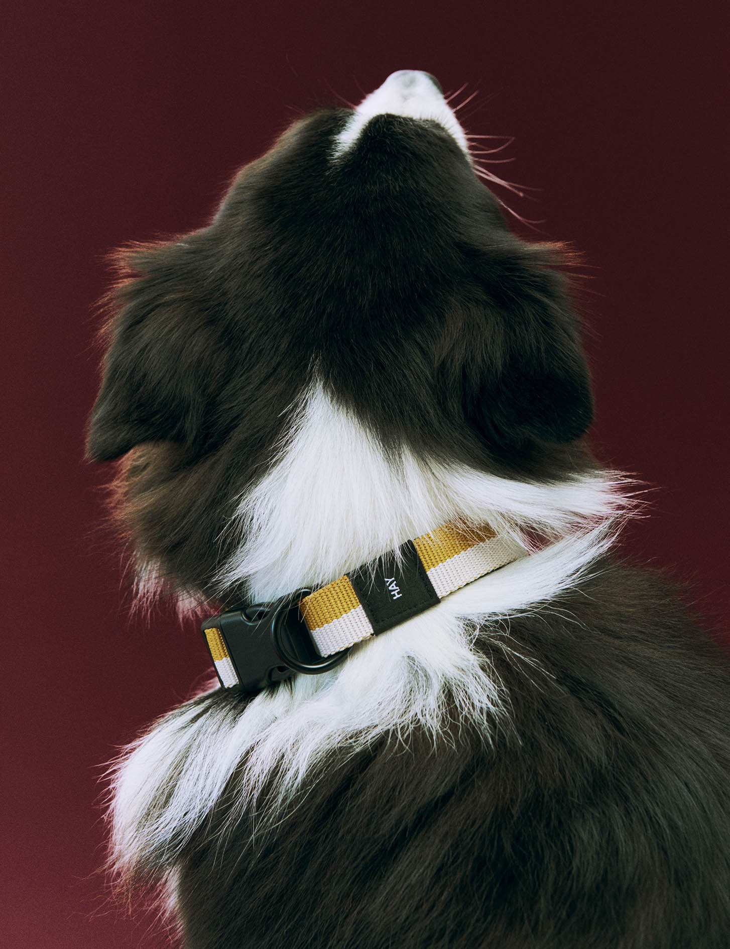 HAY Dog Collar Flat - Image 6