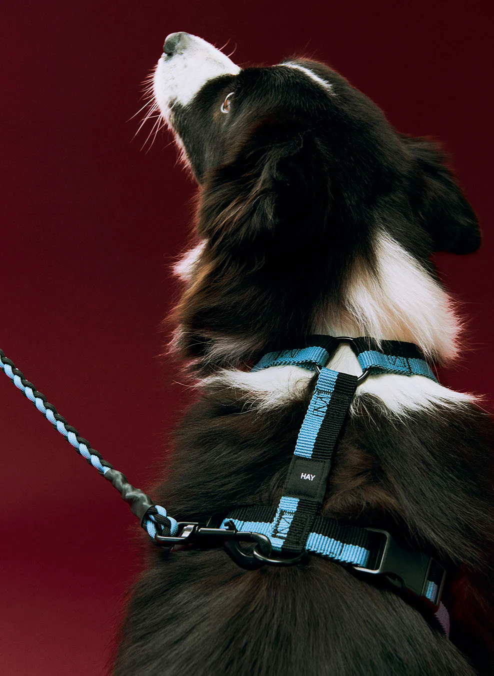 HAY Dog Harness - Medium - Image 2