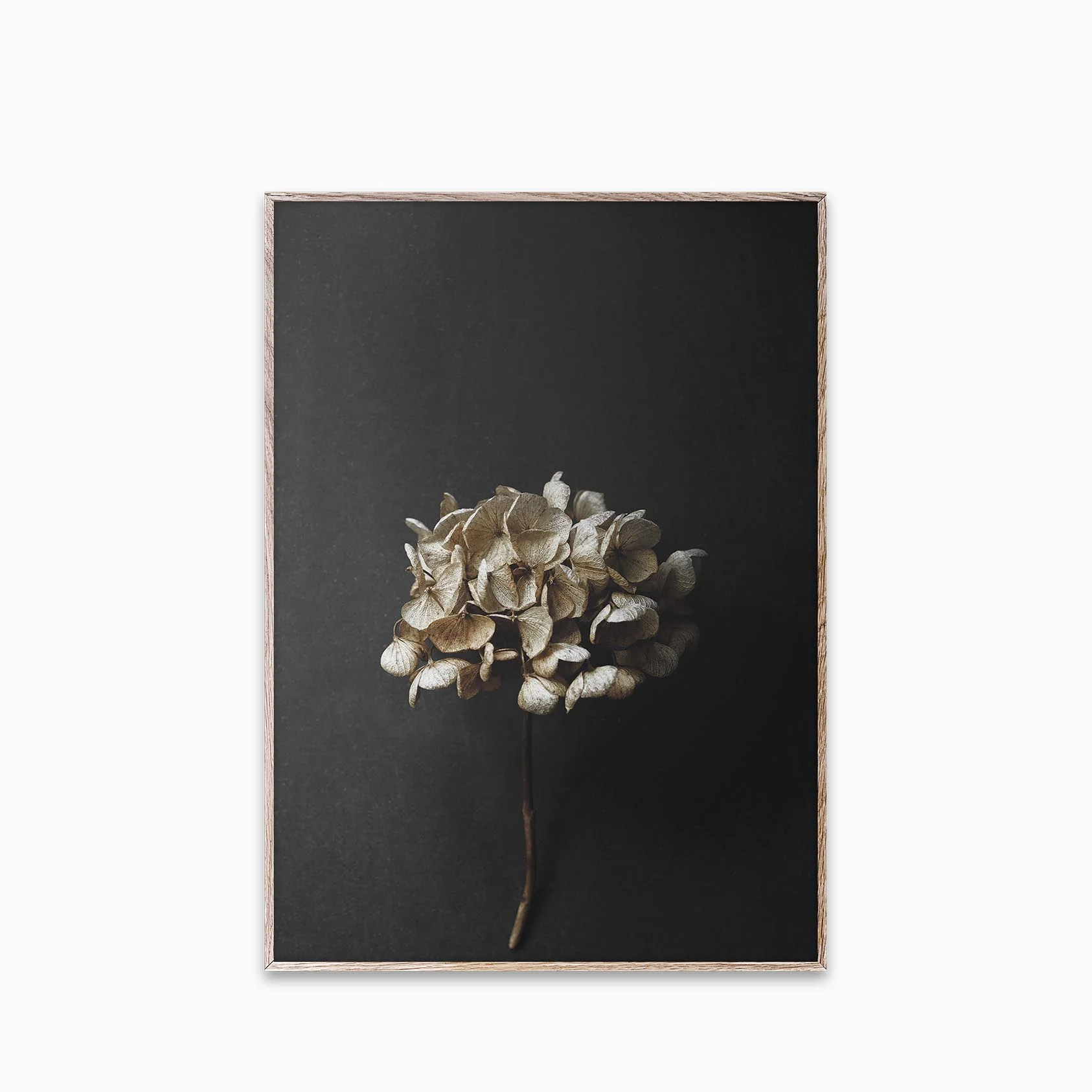 Paper Collective - Still Life 04